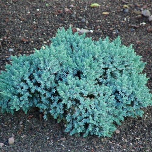Juniperus squamata 'Blue star' - Törpe himalájai boróka