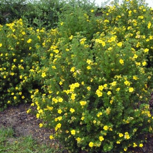 Potentilla fruticosa ’Gold Finger’ (Sárga, k2, Konténeres)