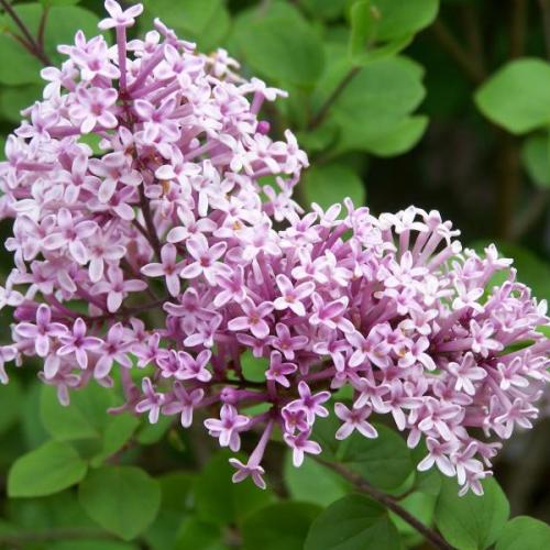 Syringa meyeri 'Palibin' - Törpeorgona