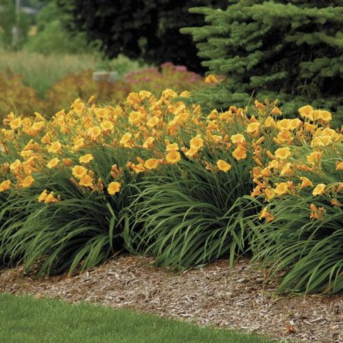 Hemerocallis ’Stella de Oro’ - Sásliliom