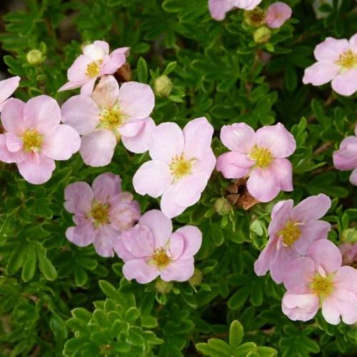 Potentilla fruticosa ’Pink Beauty’ (k2, Konténeres)