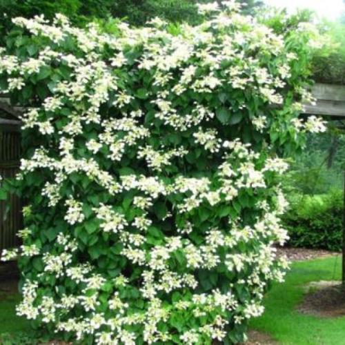 Schizophragma hydrangeoides 'Moonlight' (k2, Konténeres)