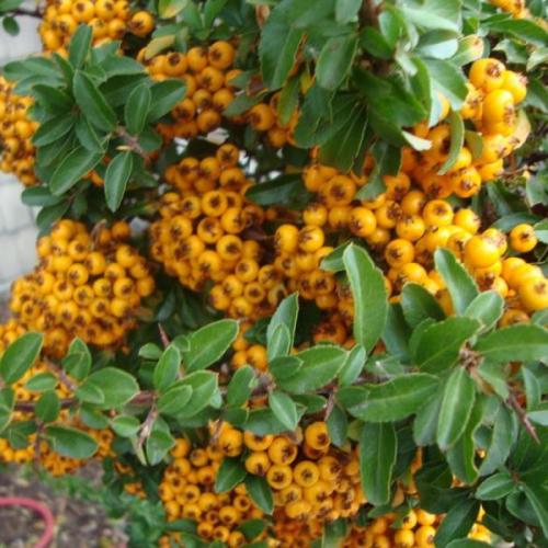 Pyracantha ’Teton’ (k2, Konténeres)