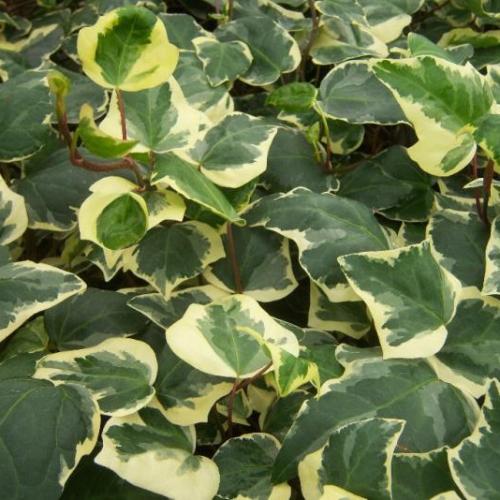 Hedera canariensis ’Glorie Di Marengo’  - Tarka levelű borostyán