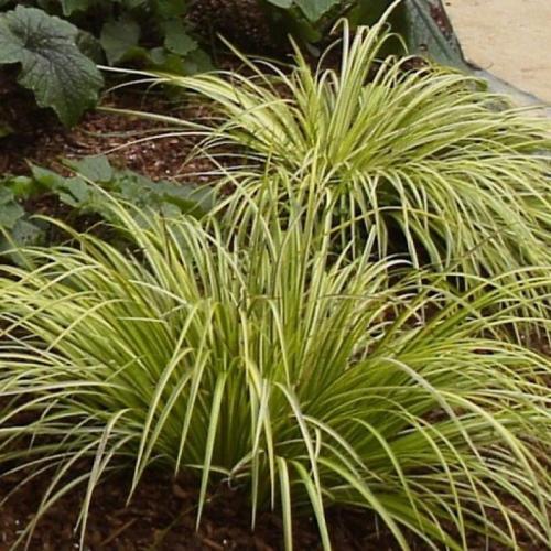 Acorus gramineus 'Ogon'- Aranytarka törpe kálmos (Sárga, 9x9, Konténeres)