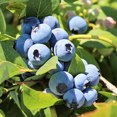 Vaccinium corymbosum 'Bluegold' - Kék áfonya