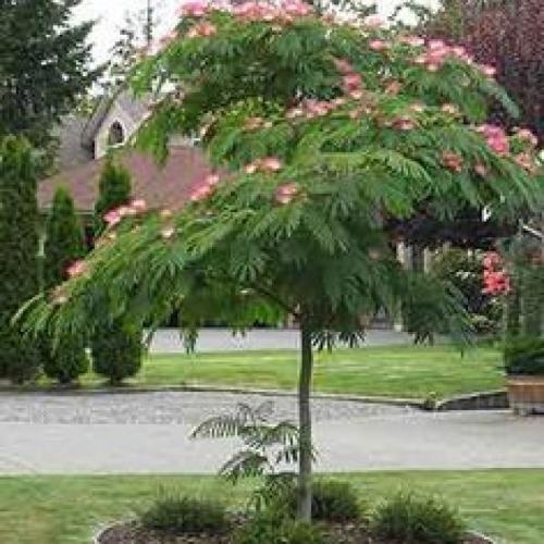 Albizia julibrissin - Selyemakác (50-60 cm, Konténeres)