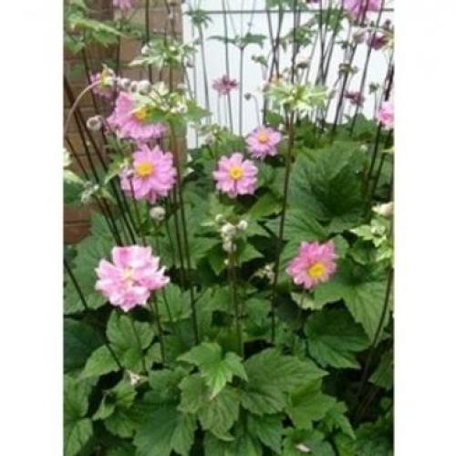 Anemone hybrida 'Königin Charlotte' - Japán szellőrózsa (Rózsaszín)