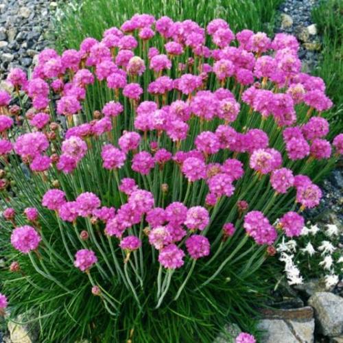 Armeria maritima 'Nifty Thirtfy' - Tengerparti pázsitszegfű (Rózsaszín, 9x9, Konténeres)