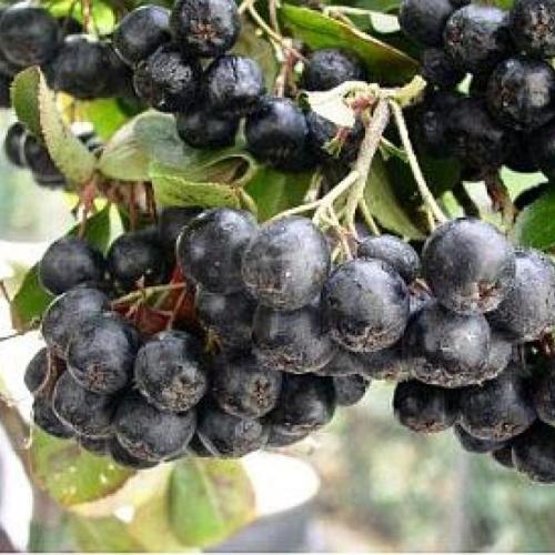 Aronia melanocarpa 'Nero'- Fekete berkenye
