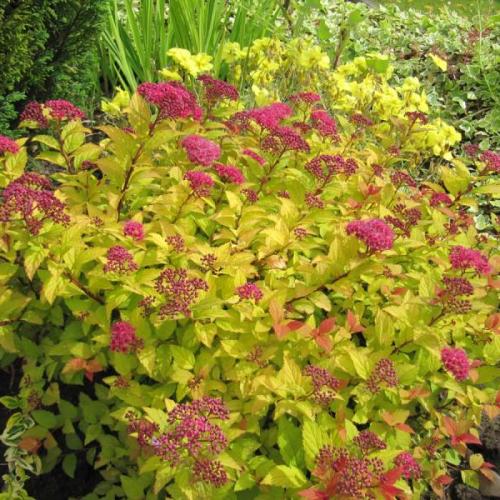 Spiraea japonica 'Golden princess' - Japán gyöngyvessző