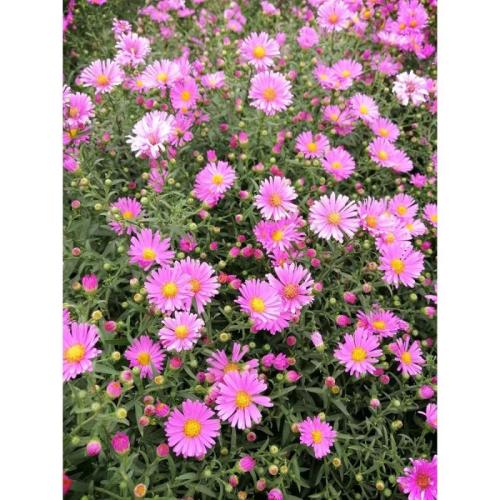 Aster dumosus 'Peter Harrison' - Nagylevelű őszirózsa (Rózsaszín)