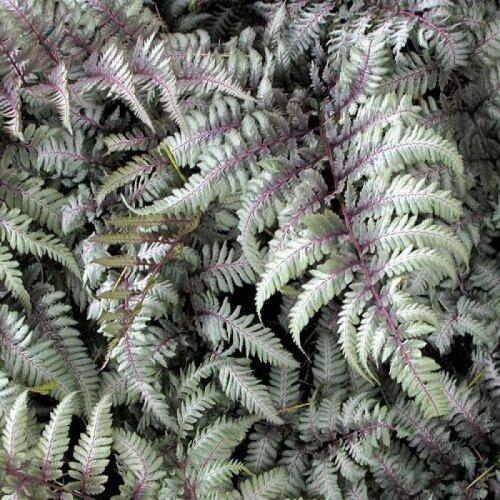 Athyrium niponicum 'Silver Falls' - Japán hölgypáfrány (Szürke)