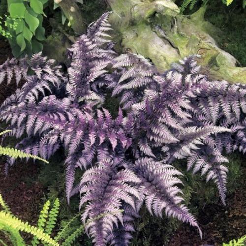 Athyrium niponicum 'Burgundy Lace' - Japán hölgypáfrány (lilás rózsaszín)
