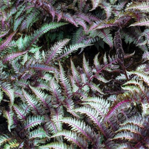 Athyrium niponicum 'Red Beauty' - Japán hölgypáfrány (Lila)