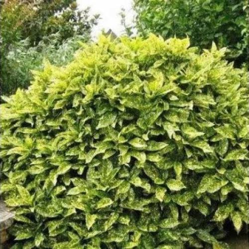 Aucuba japonica 'Crotonifolia’ - Tarka levelű japán babérsom