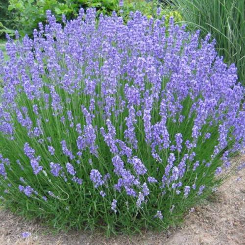 Lavandula intermedia ’Grosso’  - Levendula (2 l- es konténerben)