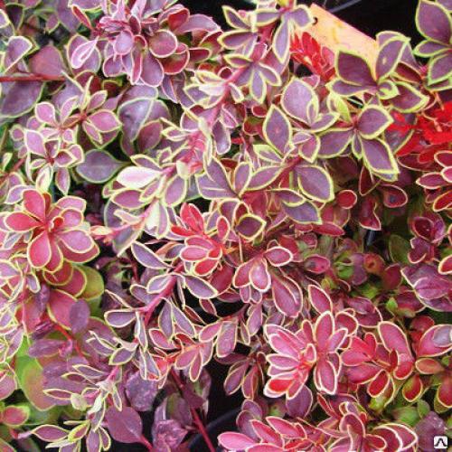Berberis thunbergii ’Coronita’ - Japán borbolya (vörös, k2, Konténeres)