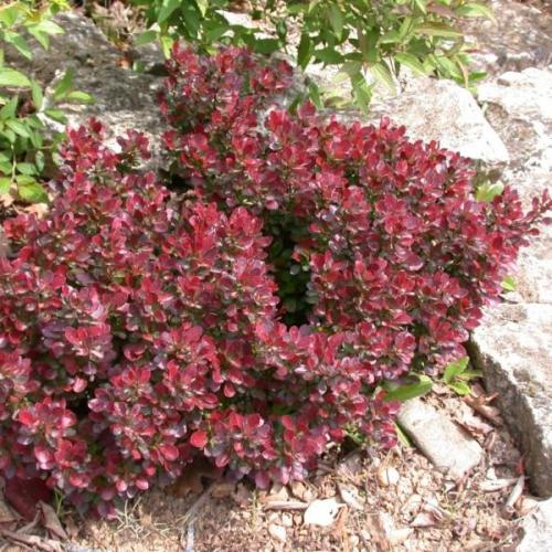 Berberis thunbergii ’Atropurpurea Nana’ (Piros, k2, Konténeres)