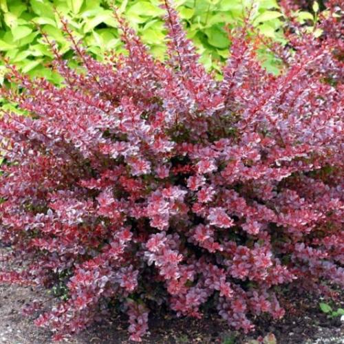 Berberis thunbergii ’Coronita’ (Piros, k2, Konténeres)