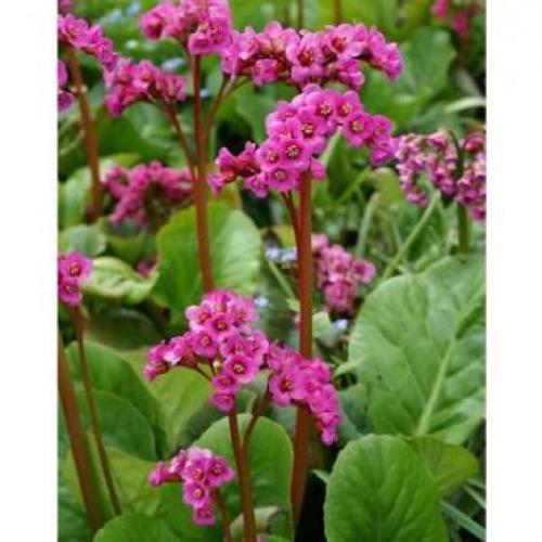 Bergenia cordifolia 'Winterglut' - Bőrlevél (Rózsaszín)