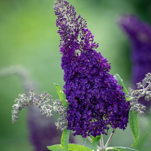 Buddleia davidii ’Buzz Indigó®' - Törpe lila nyáriorgona