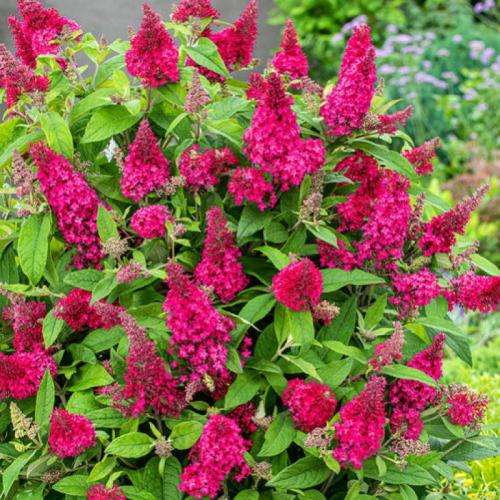 Buddleia davidii ’Little Ruby’ - Törpe bordó nyáriorgona