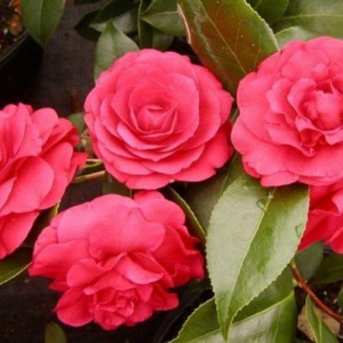 Camelia japonica ’Black Lace’ - Telt sötét piros japán kamélia (Piros, k1,5, Konténeres)