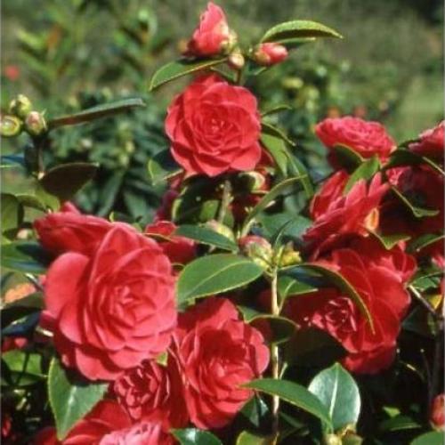 Camelia japonica ’Coquetti’ - Telt rózsaszín japán kamélia (Rózsaszín, k1,5, Konténeres)