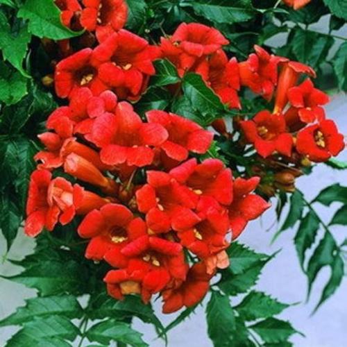 Campsis radicans ’Madame Galen’ - Piros trombitafolyondár (Piros, k5,6, Konténeres)