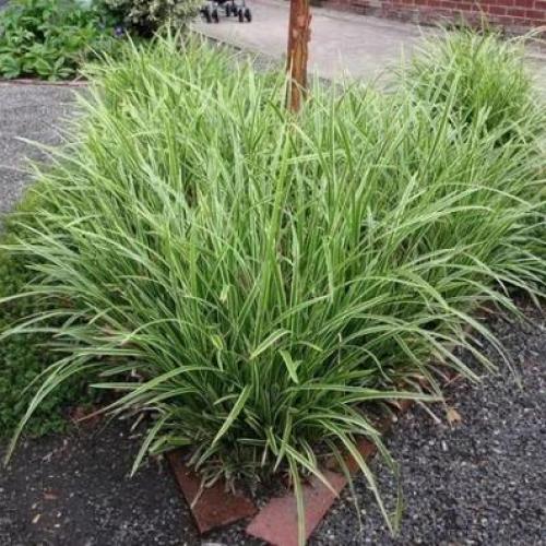 Carex morrowii 'Ice dance' - Tarka sás