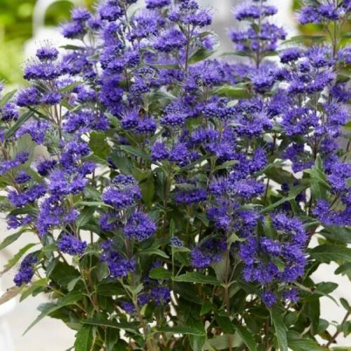 Caryopteris clandonensis 'Heavenly blue’ - Kékszakáll (Lila, k1,5, Konténeres)