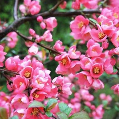 Chaenomeles x superba 'Pink Lady’ - Rózsaszín japánbirs (Rózsaszín, k2, Konténeres)
