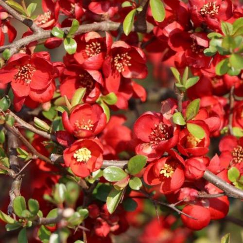 Chaenomeles x superba 'Fire Dance’ - Piros virágú japánbirs (sötét vörös, k2, Konténeres)