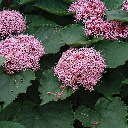 Clerodendron bungei - Vörösödő végzetfa (Rózsaszín)