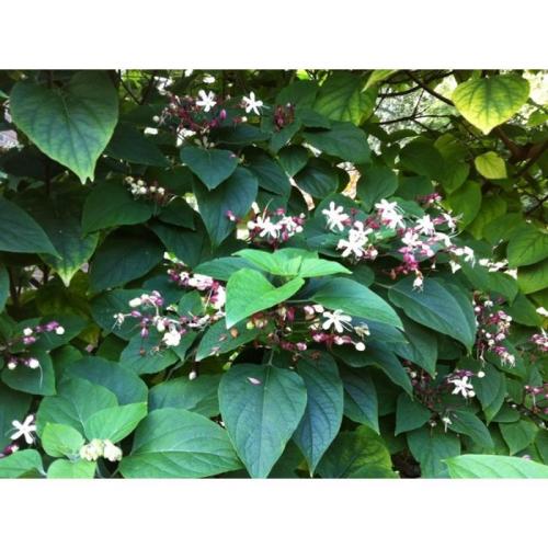 Clerodendron trichotomum 'Fargesii'- Kései végzetfa