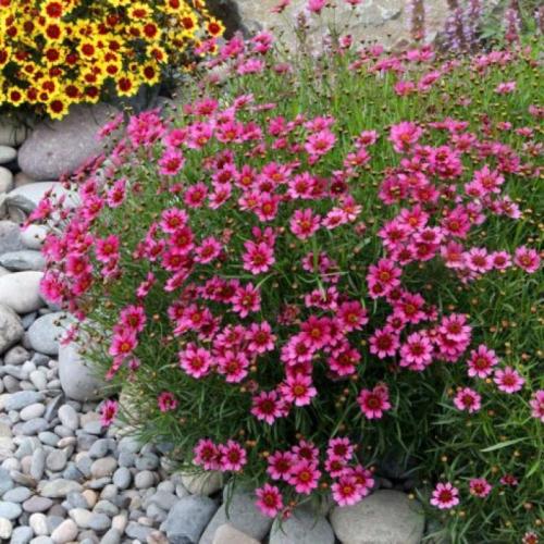Coreopsis verticillata 'Garnet' - Menyecskeszem  (Magenta)