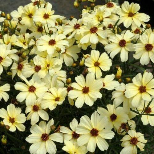 Coreopsis verticillata 'Buttermilk'- Menyecskeszem (Krém)