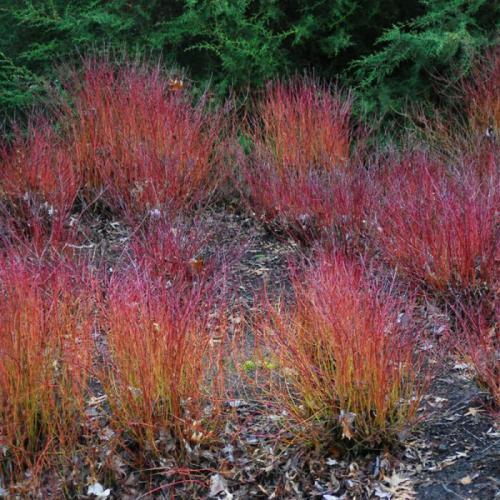 Cornus sericea 'Kelseyi' - Selymes som