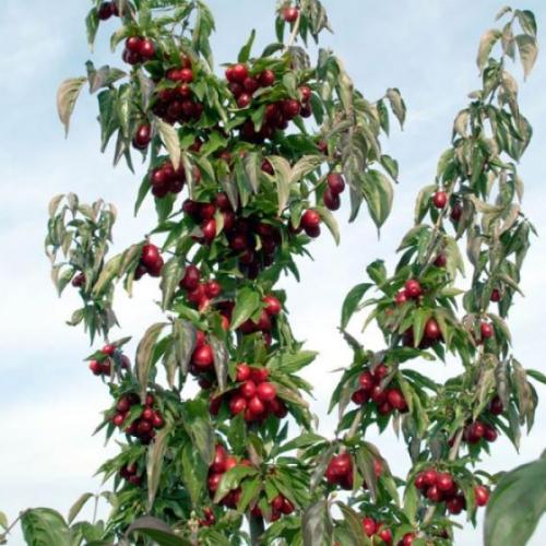 Cornus mas  - Húsos som