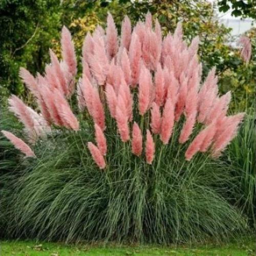 Cortaderia selloana 'Rosea' - Ezüstös pampafű (rózsaszín) (k5, Konténeres)