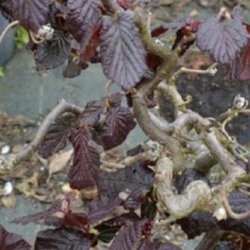 Corylus 'Red Majestic' - Csavartvesszejű vérmogyoró