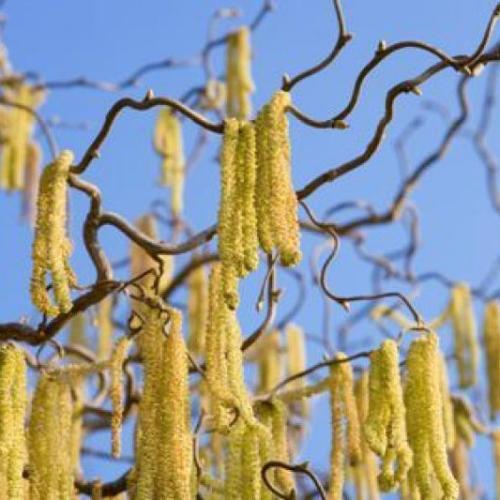 Corylus avellana 'Twister' - Csavart mogyoró