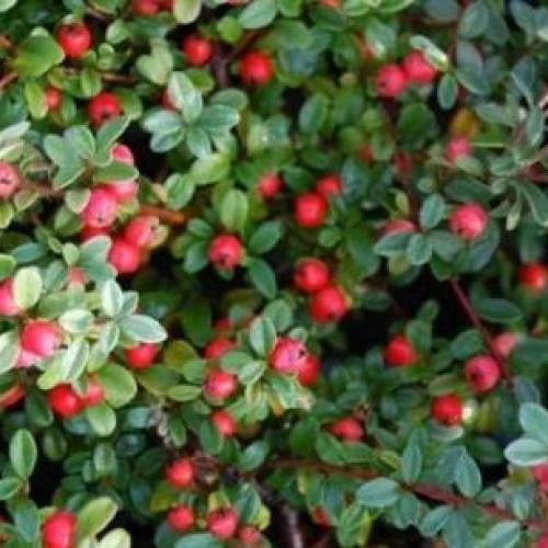 Cotoneaster dammeri ’Skogholm’ - Kúszó madárbirs