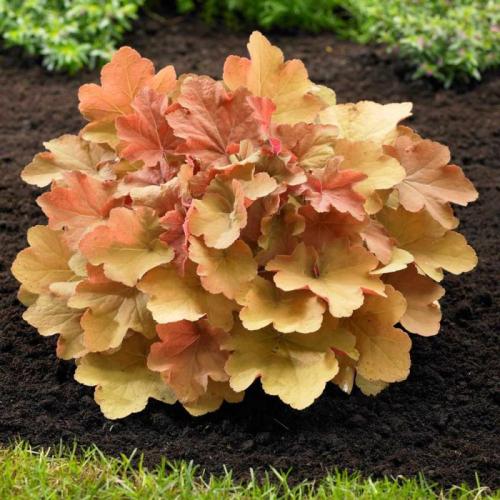 Heuchera ’Caramel’ (k1,5, Konténeres) - Tűzeső