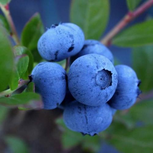Kék áfonya Duke (100-125 cm, Konténeres)