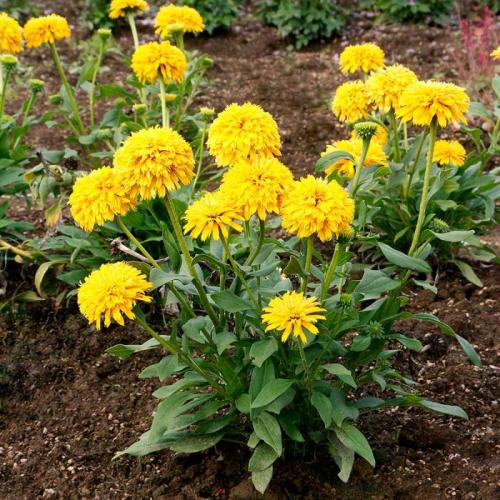 Echinacea  'Delightful sol' - Kasvirág (Sárga)