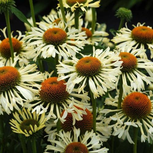 Echinacea   'Ferris wheel' - Kasvirág (Krém)