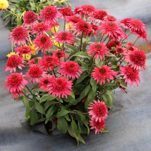 Echinacea 'Giddy pink' - Kasvirág  (Rózsaszín)