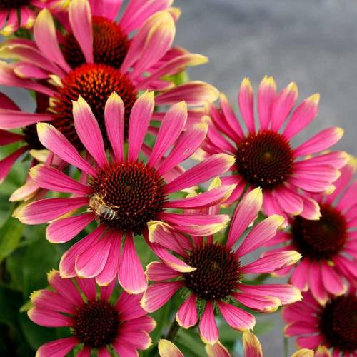 Echinacea ' Prima Spider' - Kasvirág (Rózsaszín)